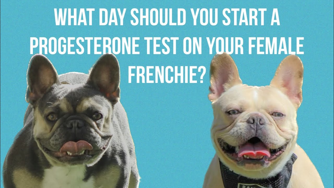 When to get a progesterone test for your female