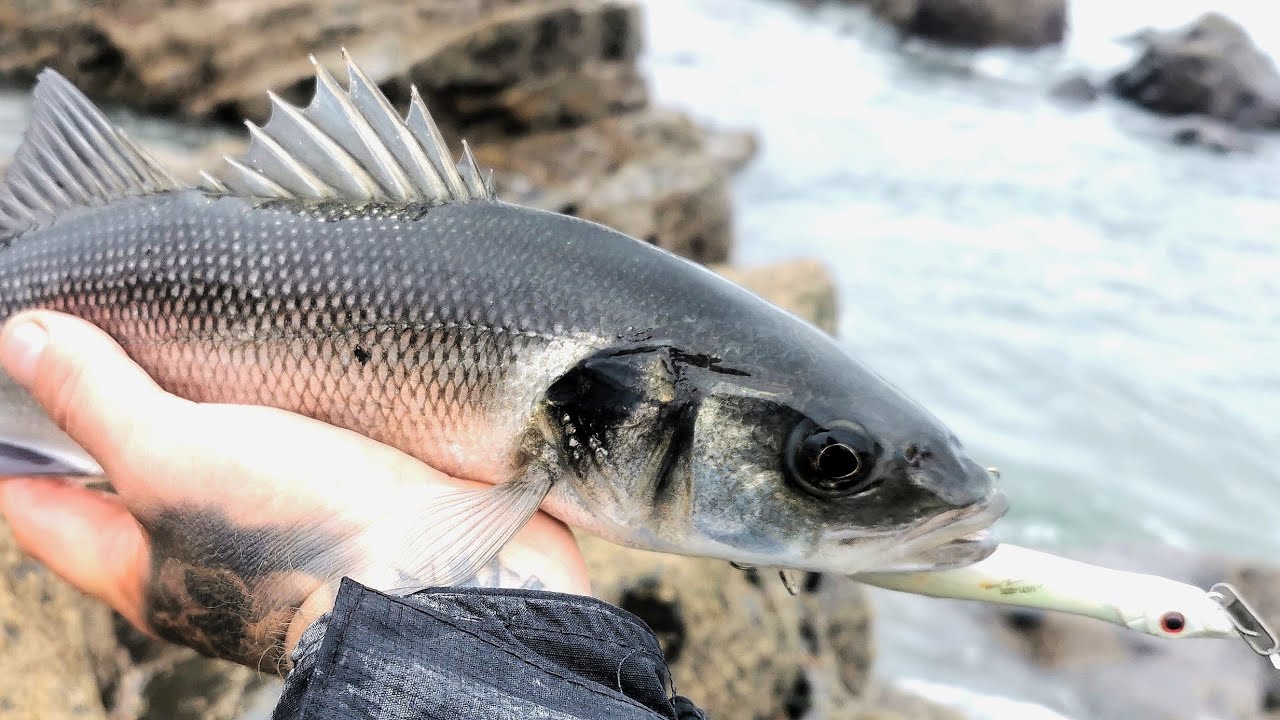 Fishing for BASS on SURFACE Lures in Wales