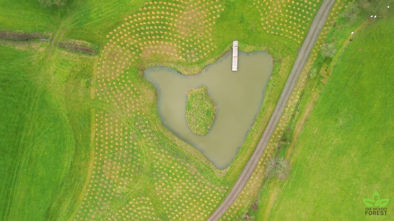 Aerial footage of a woodland created at a farm in Malpas, Cheshire