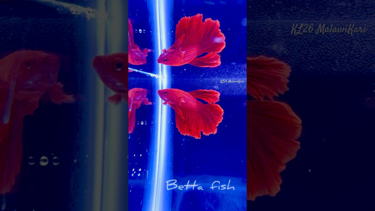 Red Full Moon Betta Fish 🐠 #bettafish #aquarium #aquarium #fish #shorts