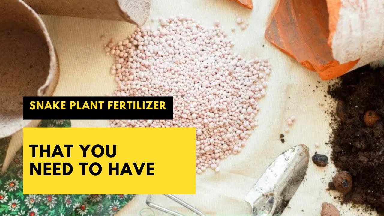 Snake Plant Fertilizer That You Need To Have  #fertilizerforplants