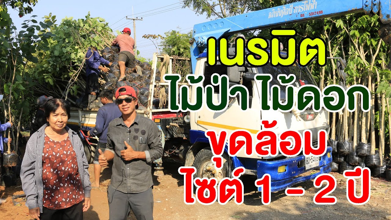 ใจร้อน อยากมีป่าโตไวๆ แนะนำไม้ล้อม เลยครับ | คนรักษ์ป่า ep 166
