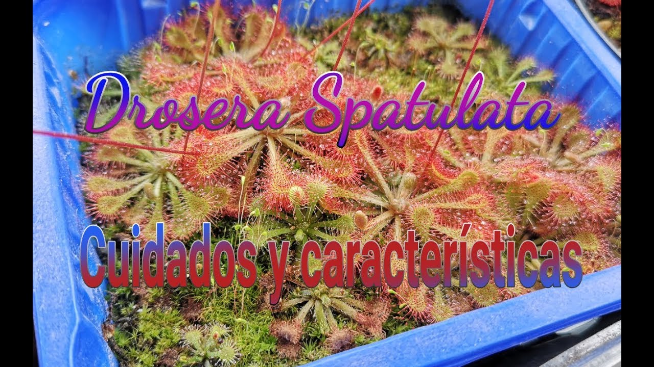 Hablemos de Drosera Spatulata
