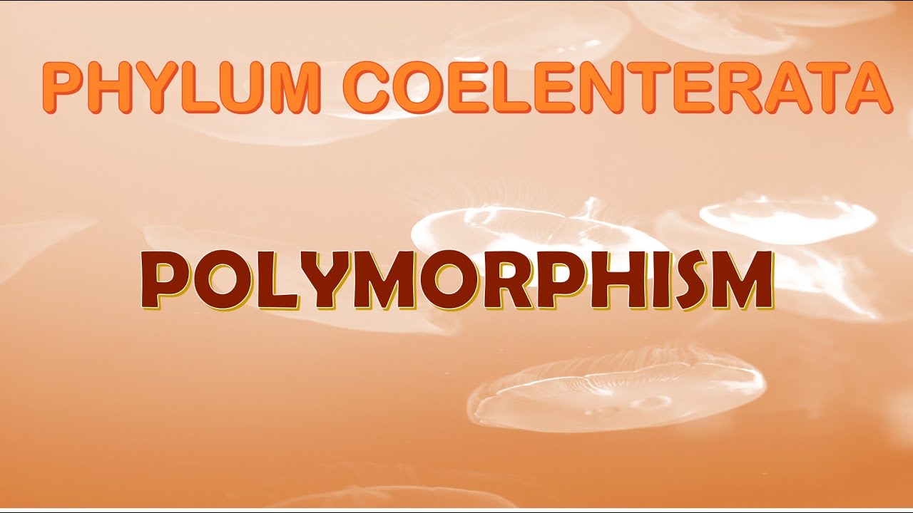 Polymorphism in Cnidarians
