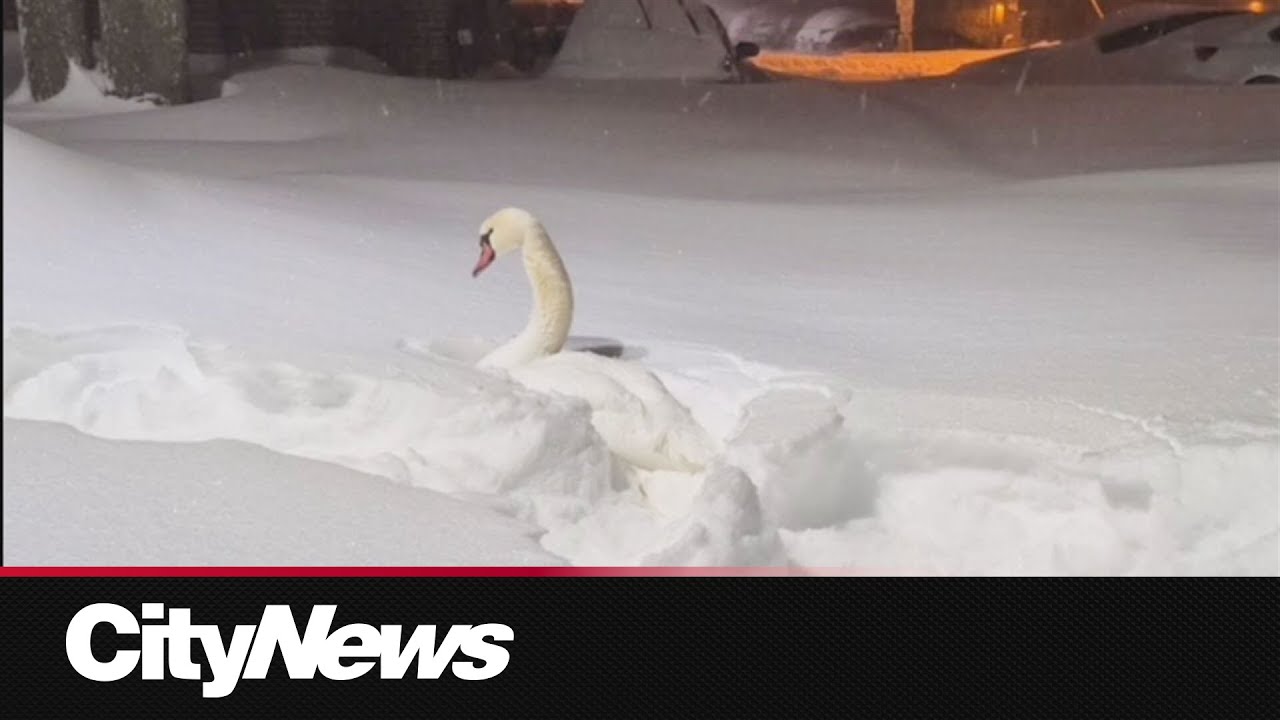 Toronto swan rescued after being stuck in snow during storm