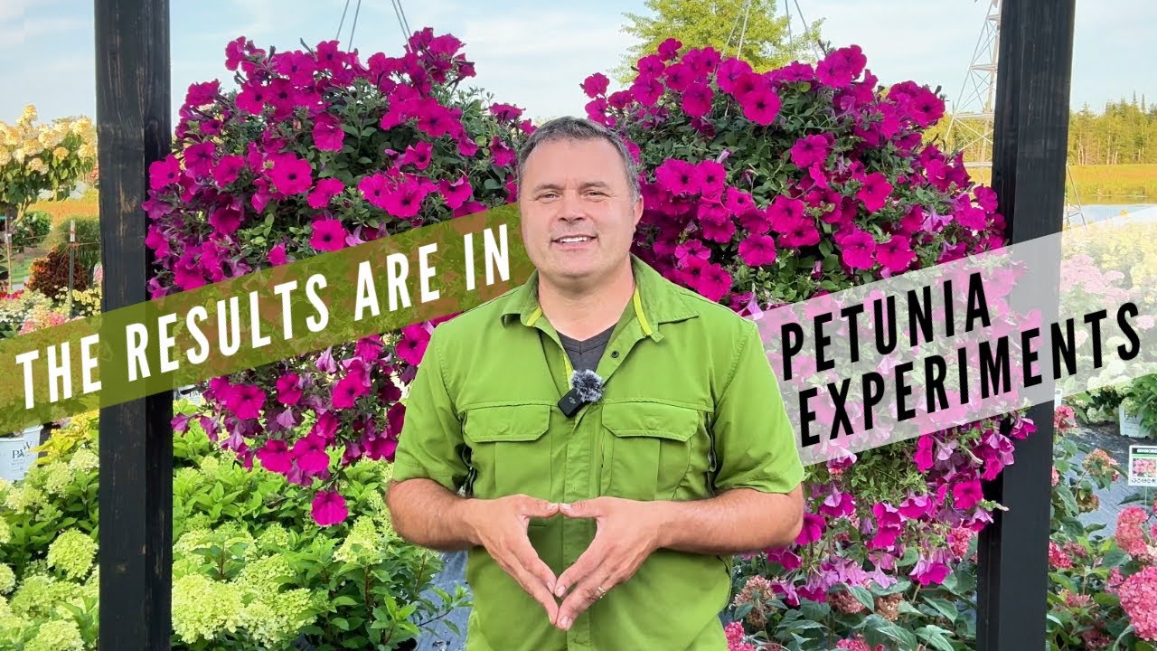 I’ve been running some petunia experiments
