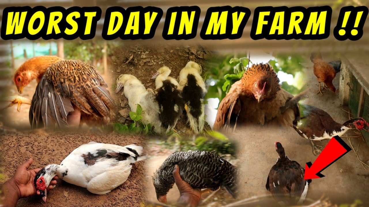 😣 My Most Favourite ANIMALS Are Dead | Worst Day in My Farm House |