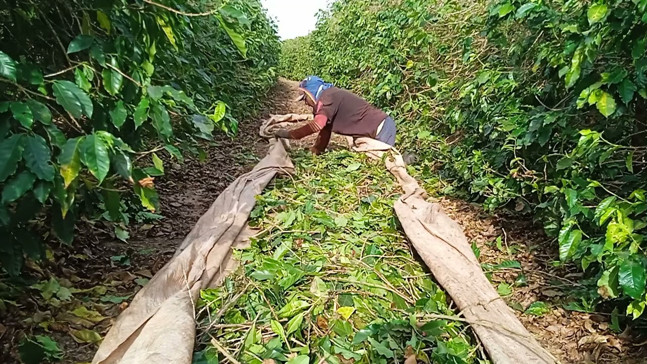 limpando pano cheio de café na mão