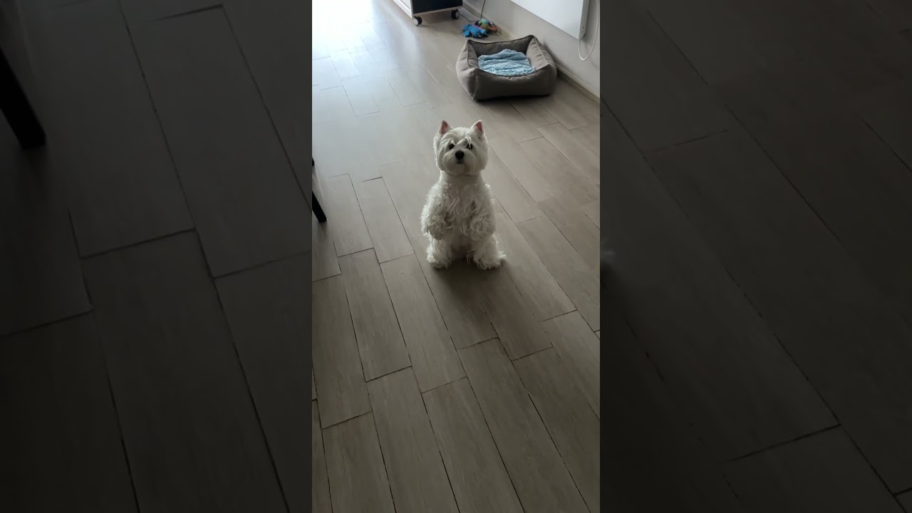 West Highland White Terrier (Nazca Westie) - 8 de mayo 2024 #dog #westie