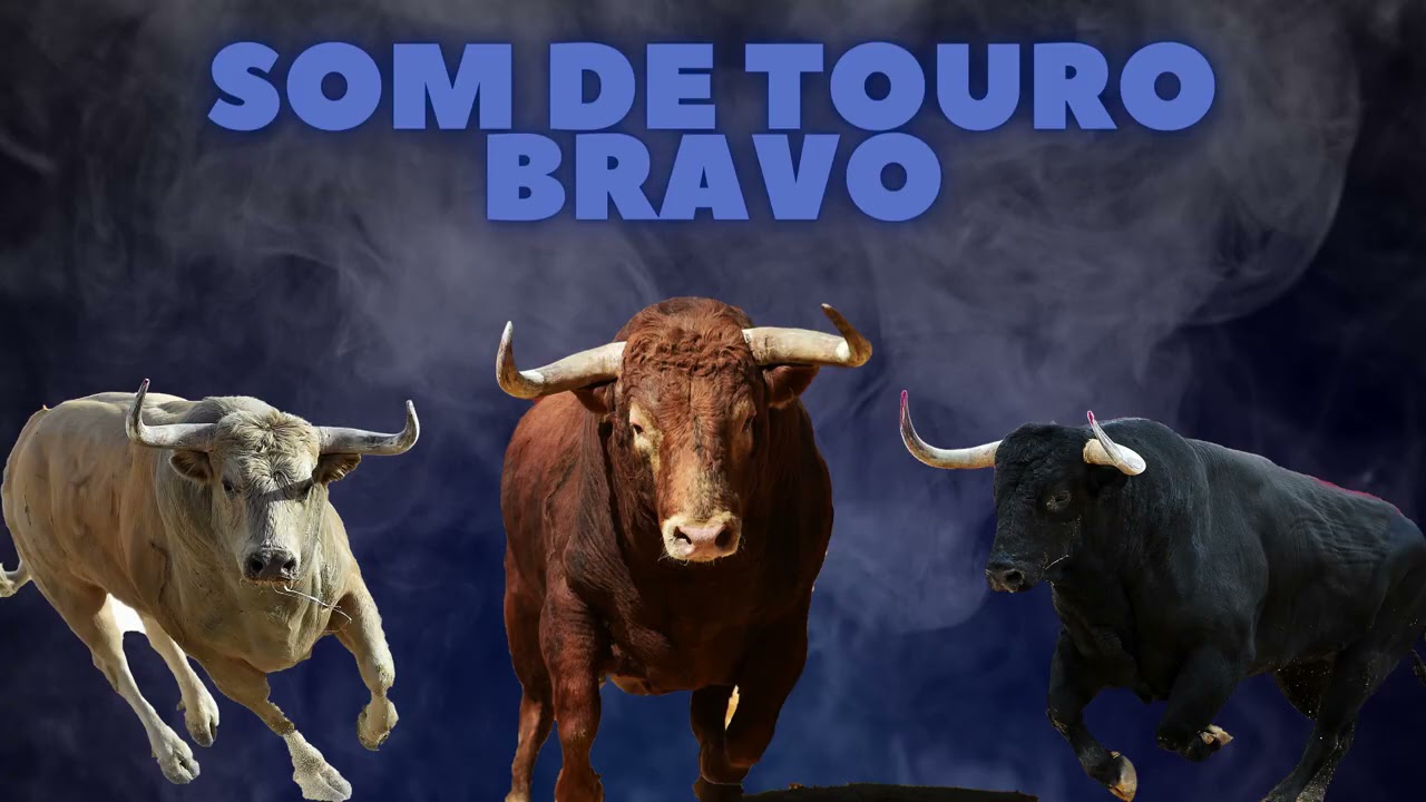 SOM DE ANIMAIS - BOI BERRANDO BRAVO - SOM DE TOURO, BOI BERRANDO NO PASTO - SOM DE TOURO BRAVO