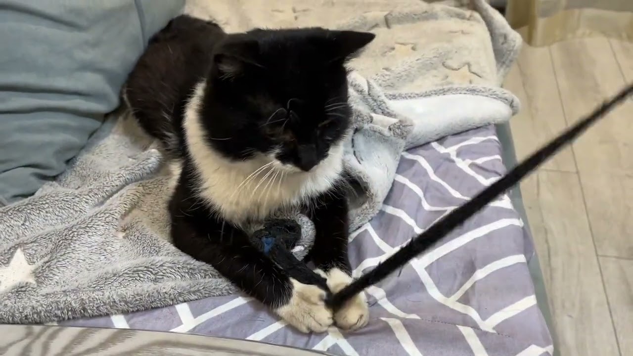 A Quiet Day at Home | Broken Machine, Cats and Dogs