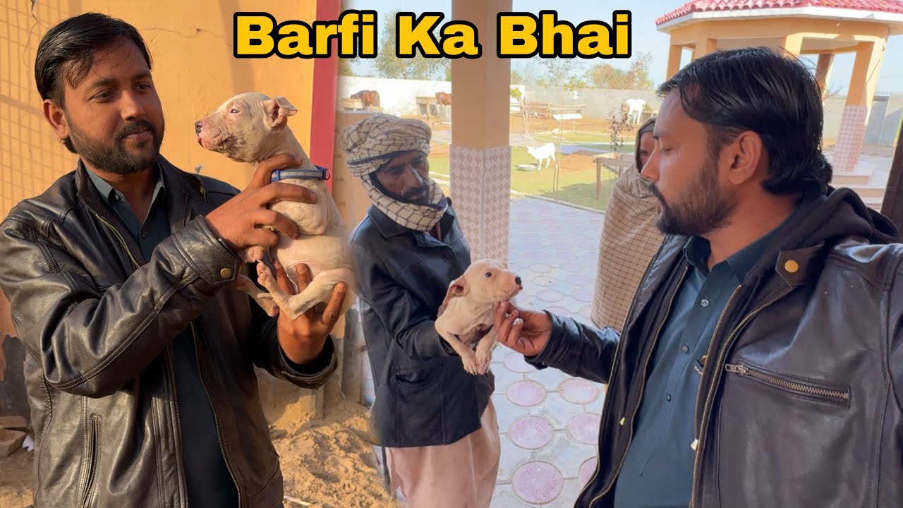 Barfi Ka Bhai Agaya! Dere Pr New Guest Ki Entry! 🏠✨
