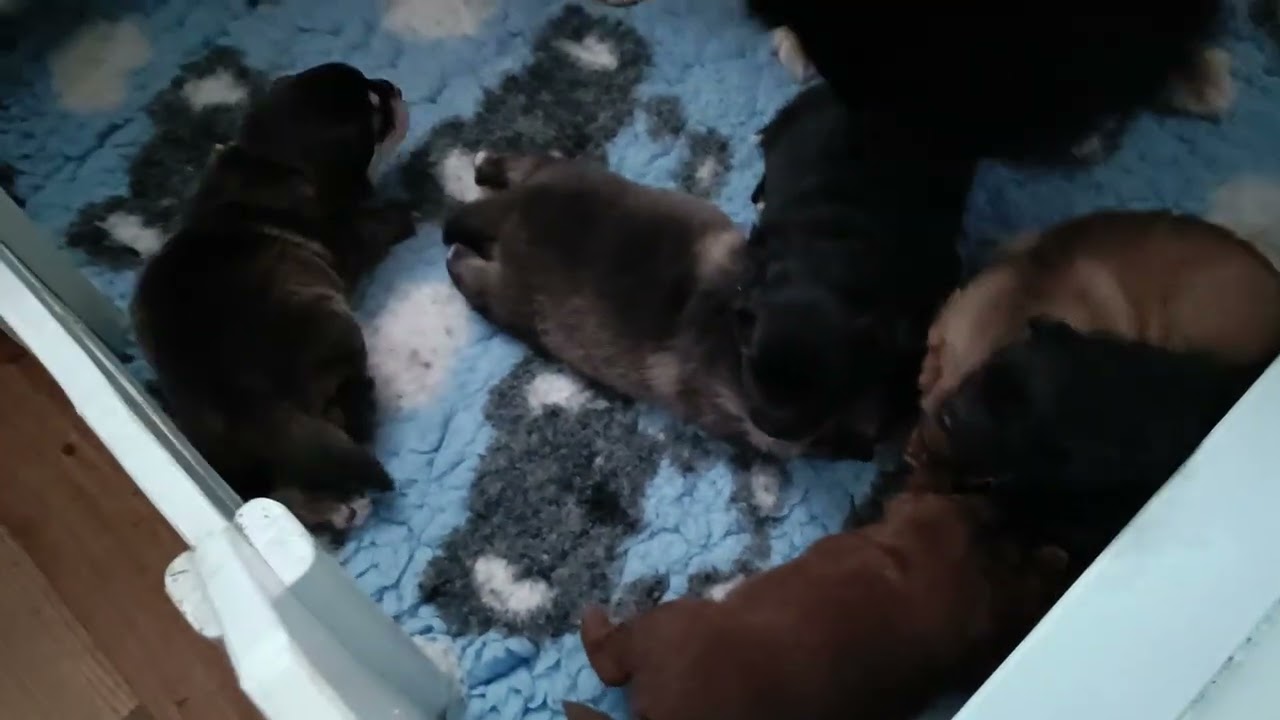 Finnische Lapphunde of Northern Lights - H Wurf 17 Tage