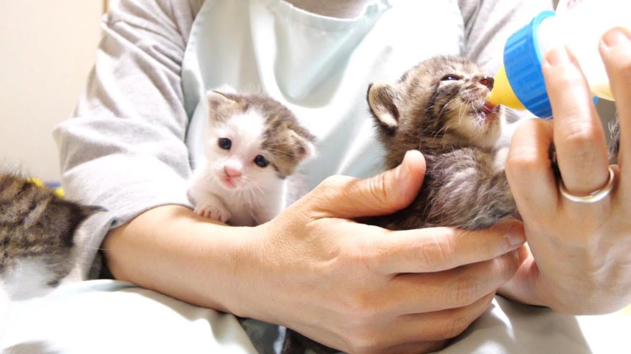 У меня на коленях пробка, котенок ждет молока [защищенный кот]