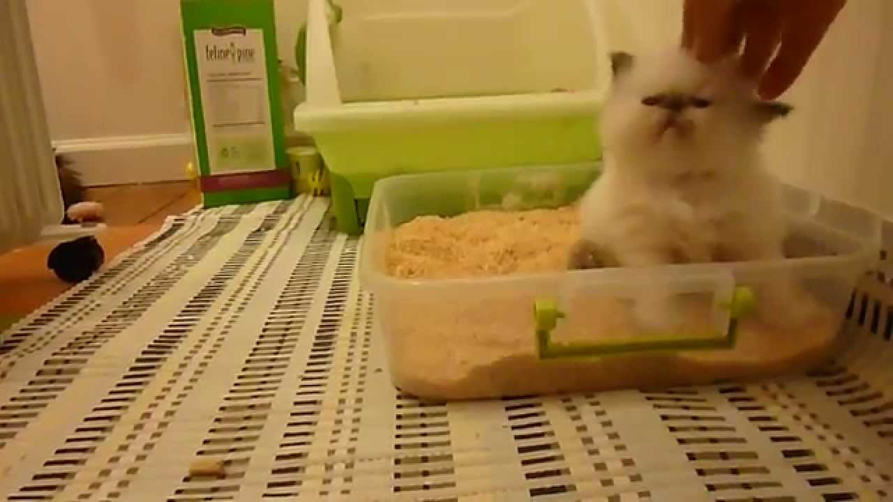 4 Week Old Kitty Litter Box Training 101 - Part 1 - Victorian Gardens Cattery