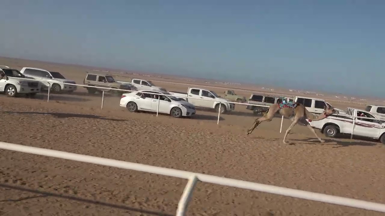 الشوط 2 جذاع بكار 5كم ( صمت: حامد بن عيد البلوي) سباق الميادين 5