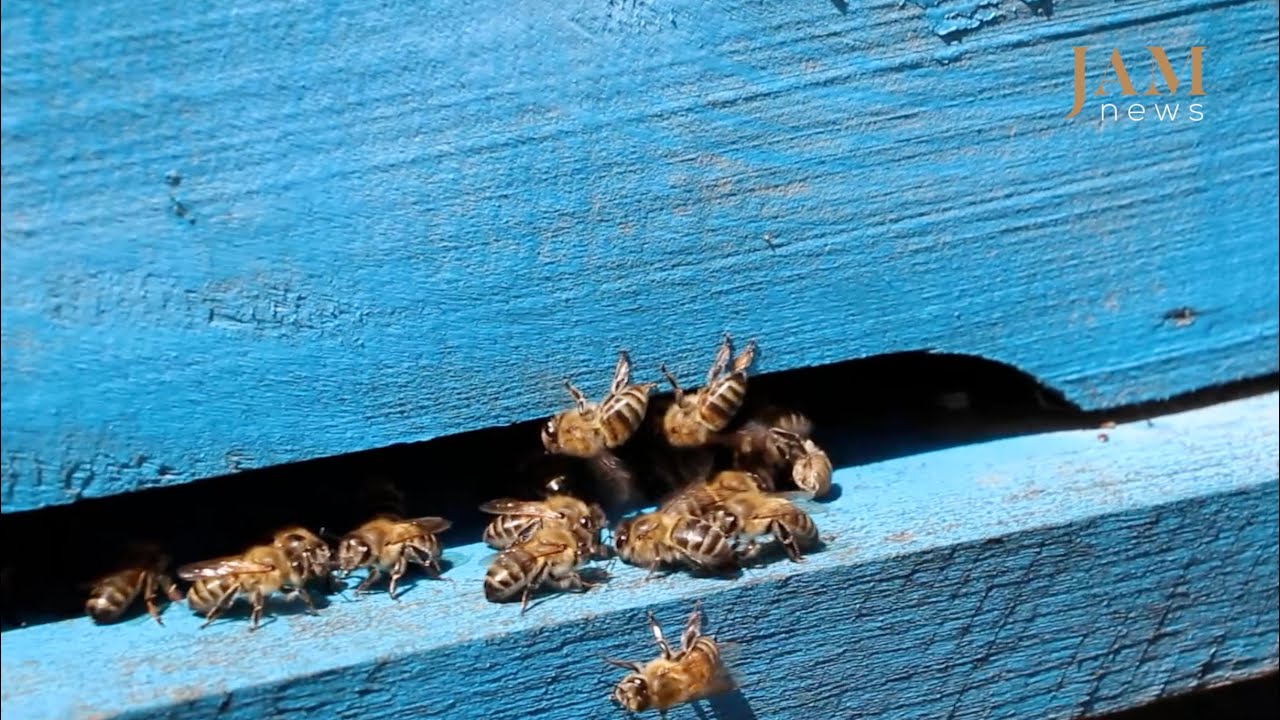 How bees live in blue hives