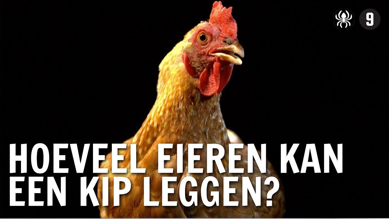 Hoeveel eieren kan een kip leggen? | De Buitendienst over de kip en het ei