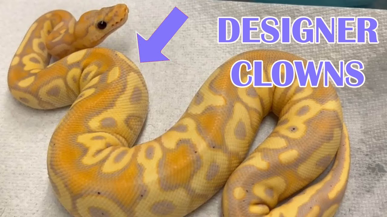 GENE STACKING TO CREATE THE PERFECT CLOWN!