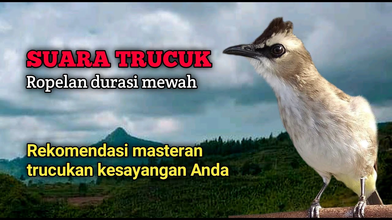 Ropelan Trucuk Durasi Mewah Ini Rekomendasi Masteran Trucukan Anda