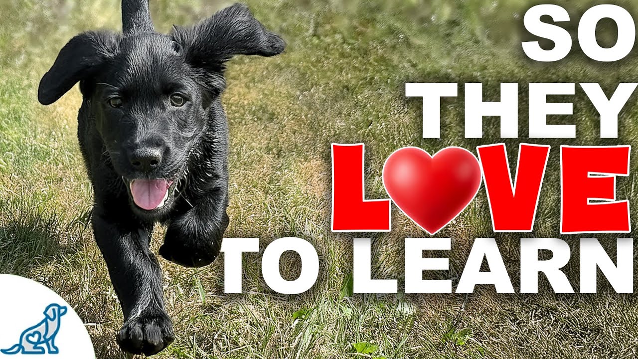 The First 4 Games You NEED To Teach Your Puppy