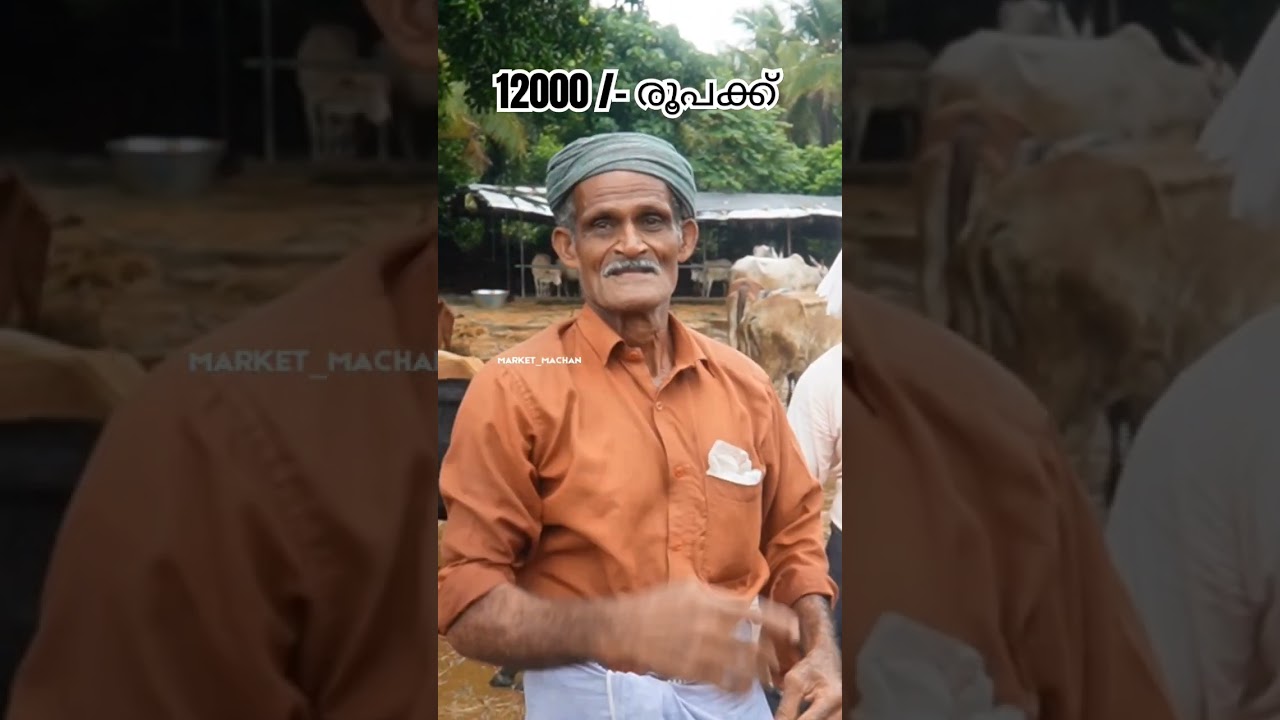 12000 രൂപക്ക് buffalo | beef  | cattlemarket 