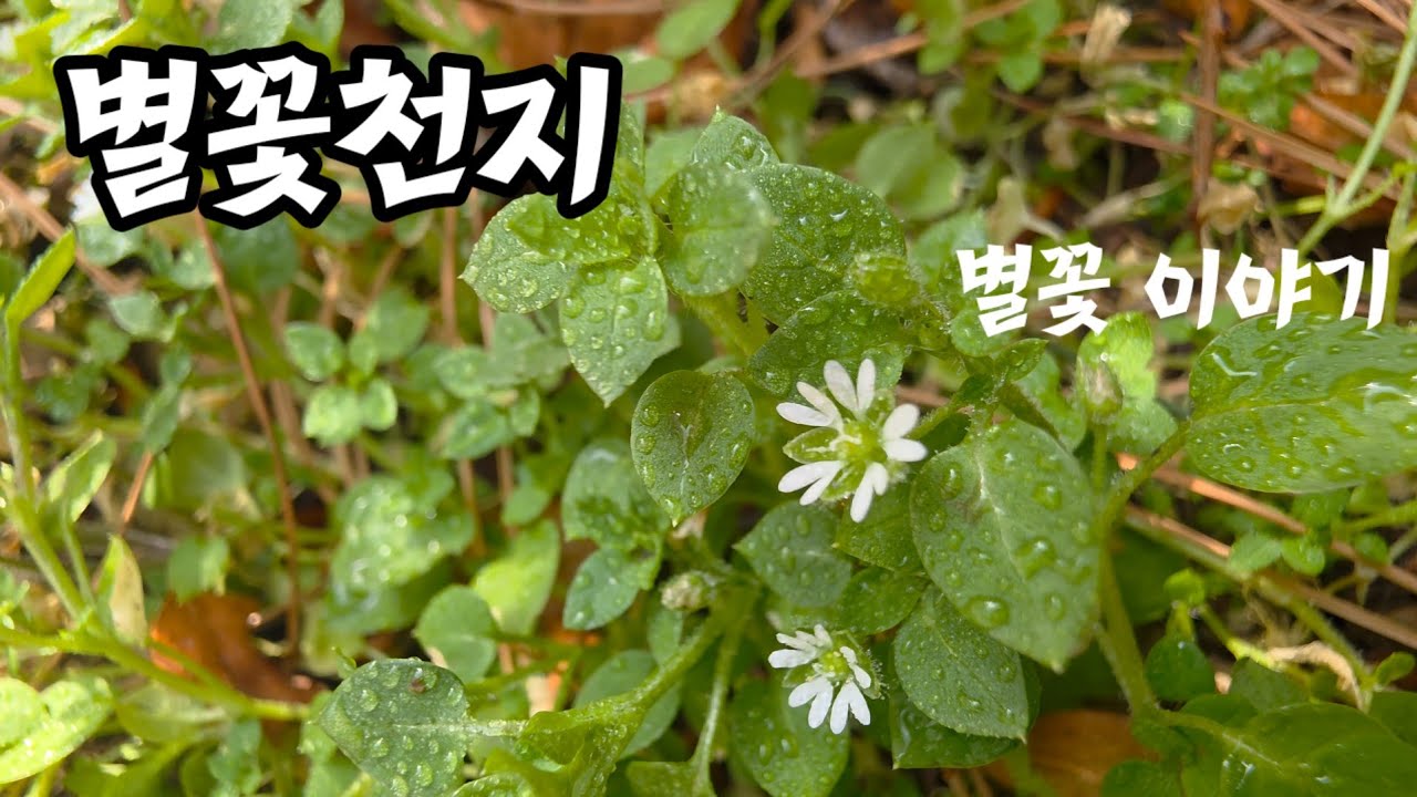 Samzil.별꽃이야기.별꽃설화.