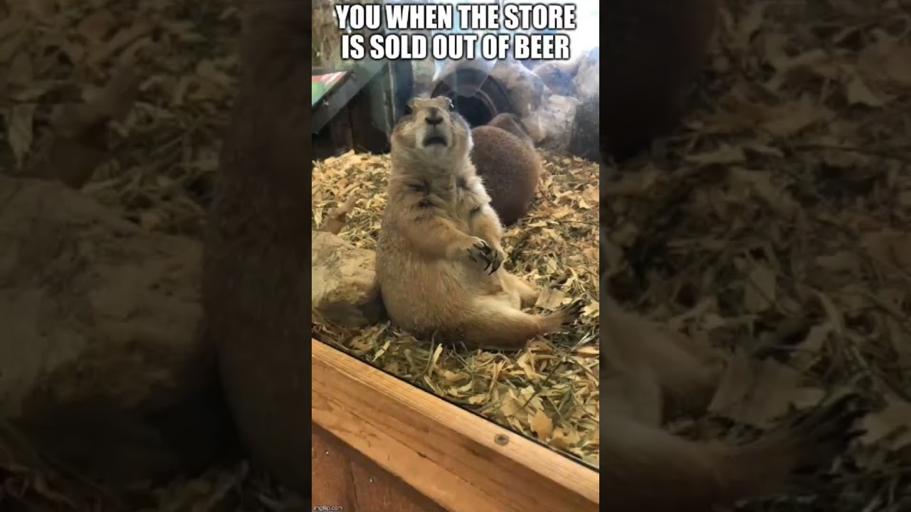 prairie dog Edit by my Little Sister 