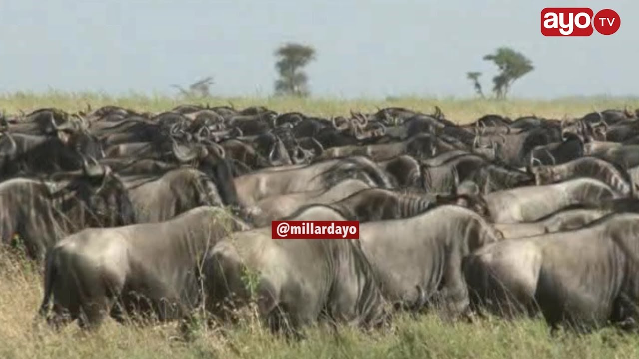 Nyumbu waanza kuhama Serengeti