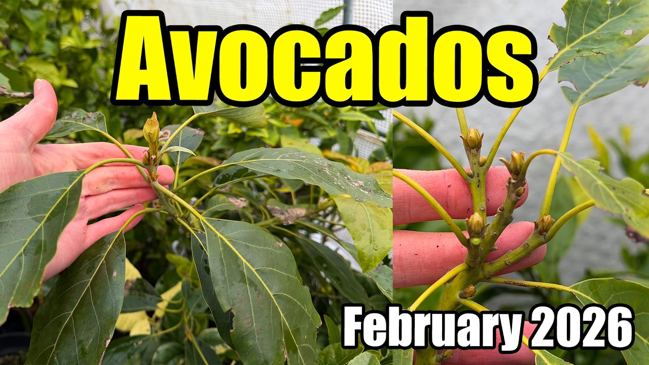 Avocado Trees Late Winter Update - February 2026