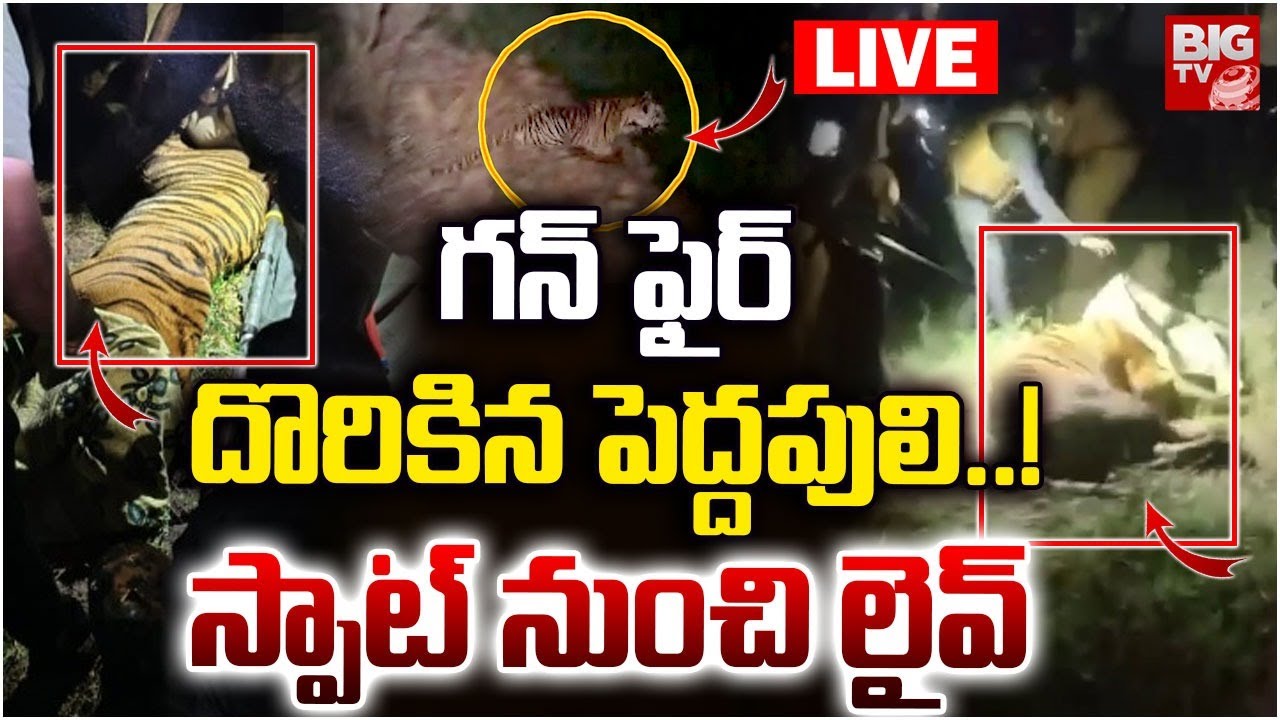 LIVE🛑: | Tiger Hulchul In East Godavari District |  దొరికిన పెద్దపులి | Tiger Found | BIG TV