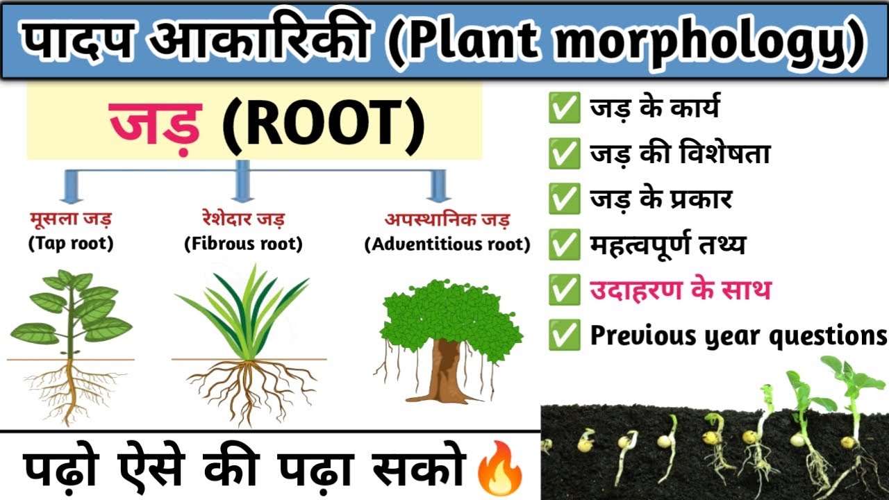 पादप आकारिकी : जड़ (Root) | जड़ों के प्रकार | type of roots | Botany | Study vines official