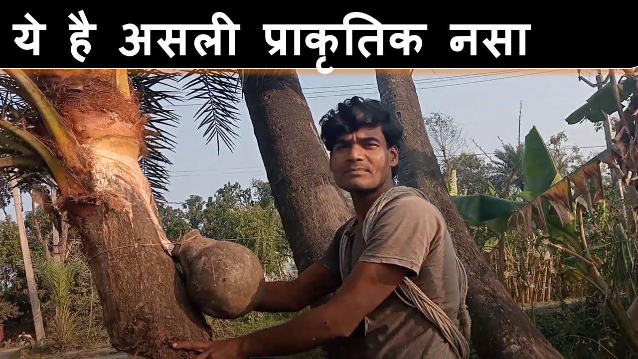 तारी के लिए खजूर पर पासी l #VillageLige #Nature