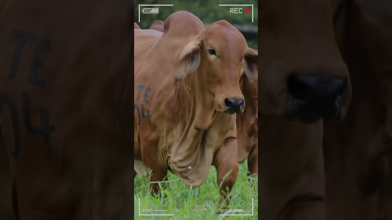 🔴 RED BRAHMAN Cattle Breed ✅ #bulls #brahman #cows