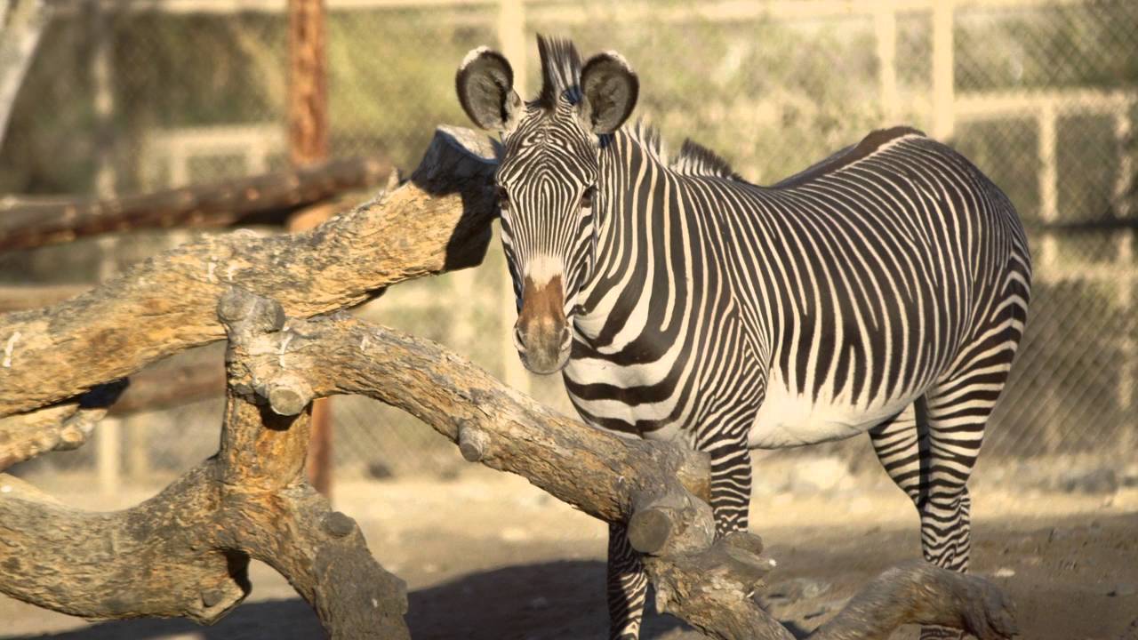 The Living Desert Zoo & Gardens