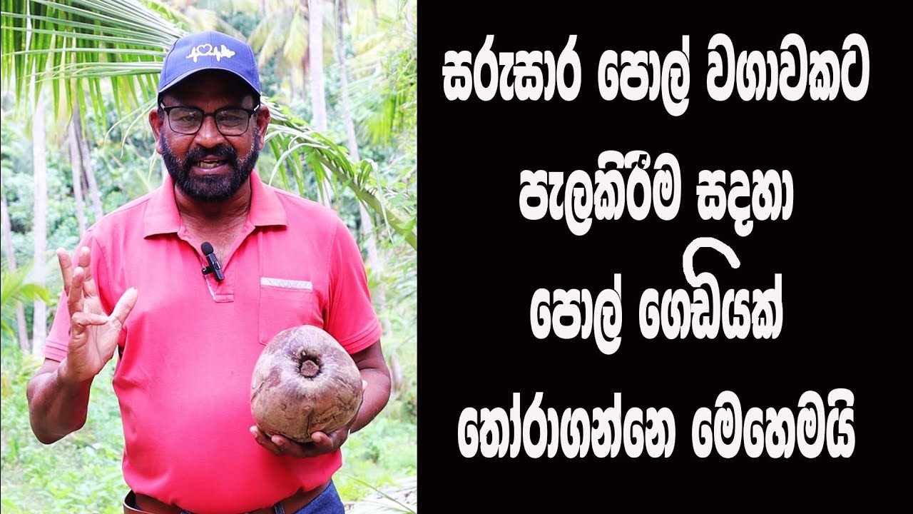 පැලකිරීම සදහා පොල් ගෙඩියක් තෝරාගන්නෙ මෙහෙමයි / @Agriview61 