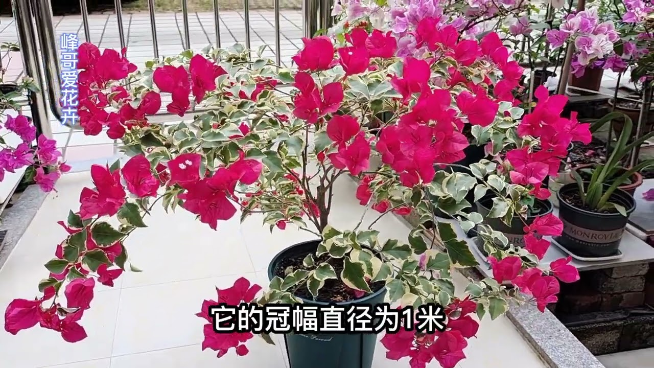 这才是让三角梅多开花、勤开花的关键！做到后就掌握了开花的钥匙