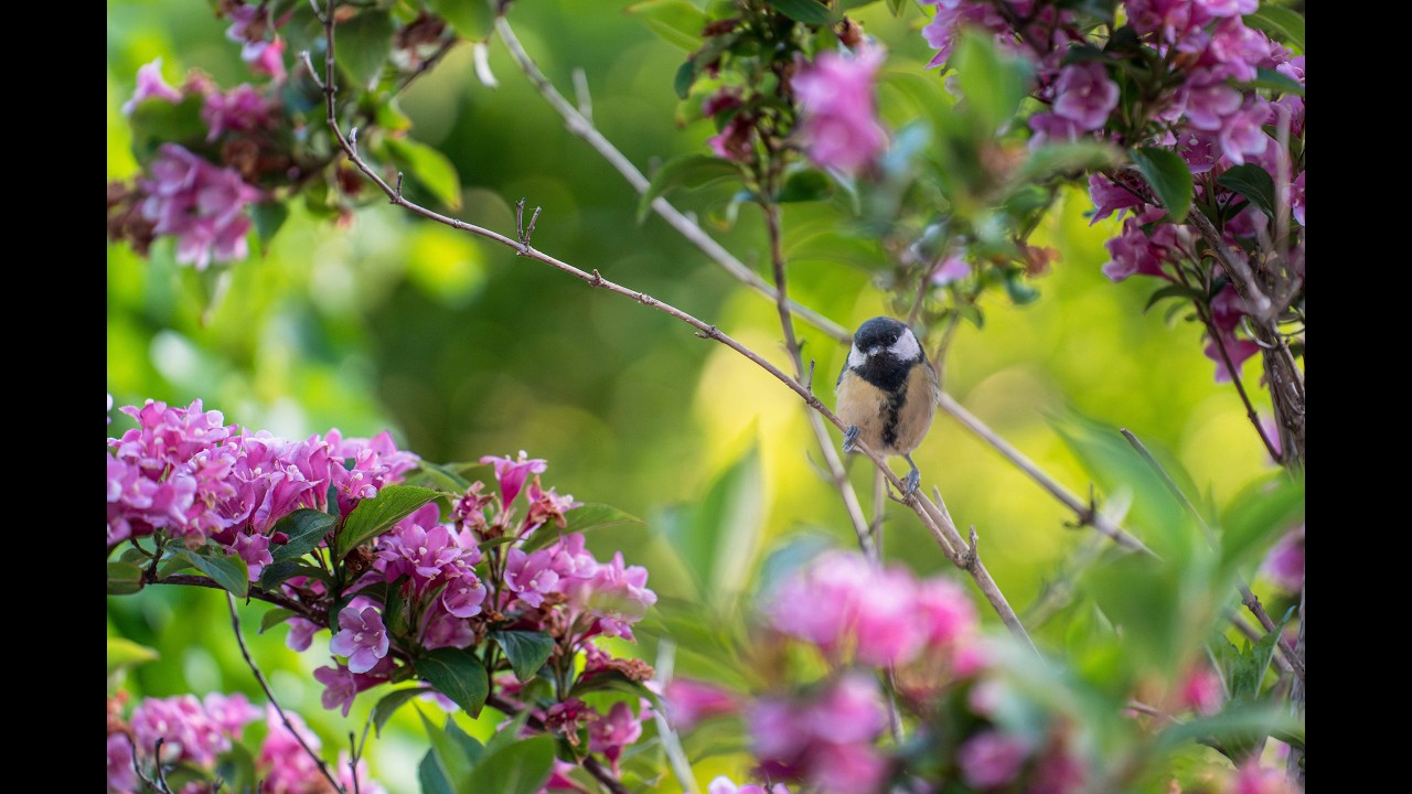 The Great Tits leave the nest - A short movie with a little added drama!