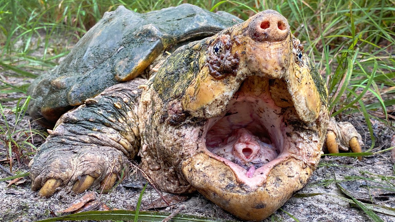 INSANE Alligator Snapping Turtle POV Trapping!!