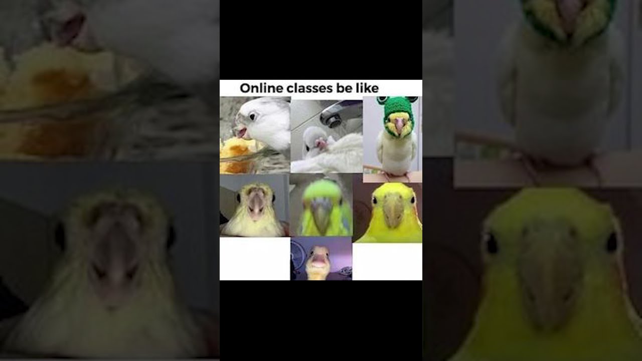 Funny Online Class School Memes For Students😂 #Shorts #12 ||🤣Hilarious Memes🤣|| Laughtergram memes
