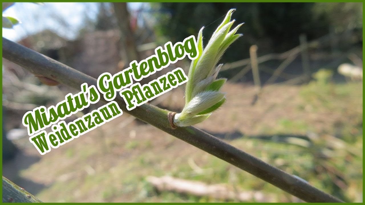 Weidenzaun Pflanzen Teil 1✪ Misatu's Gartenblog 1/21 Gartentipps| German