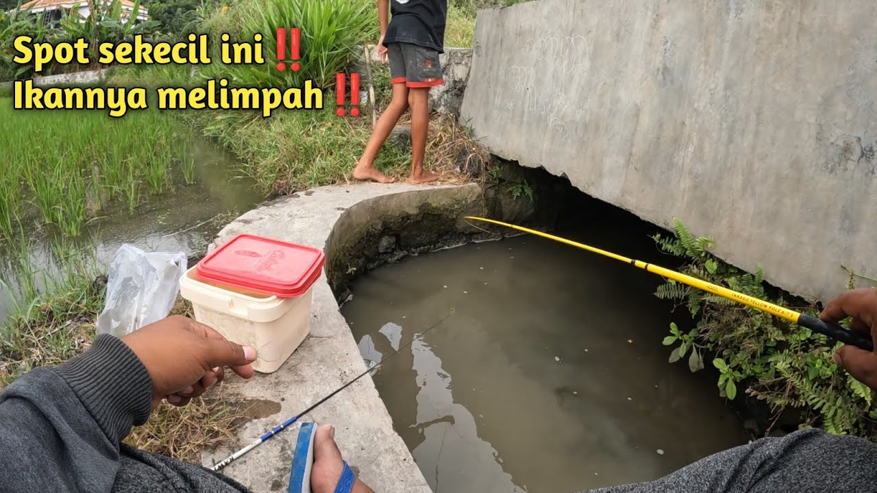 Ternyata tempat sekecil ini adalah sarang ikan‼️