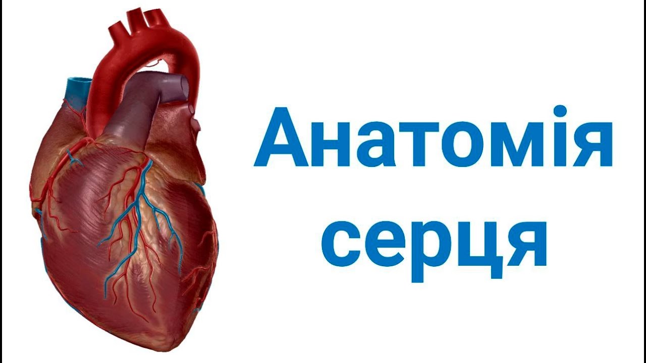 Анатомія серця