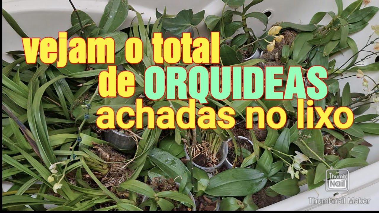 ENCONTREI MUITAS NESSE LIXO (PARTE 02)