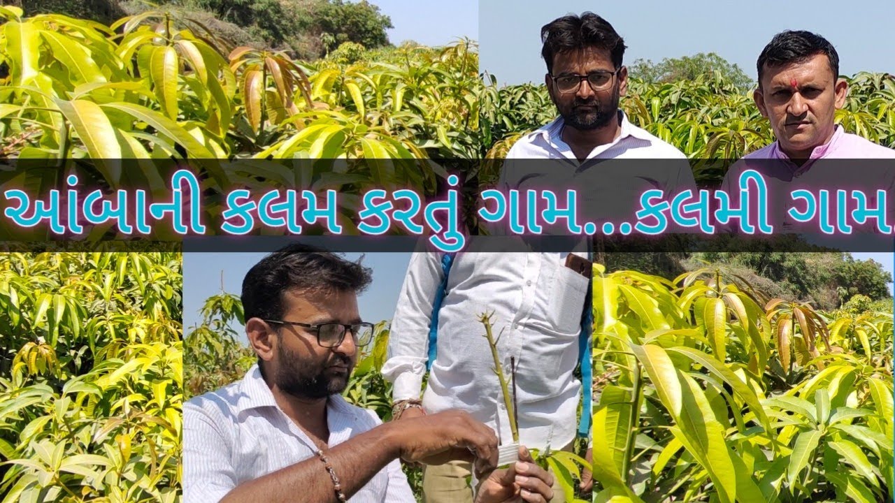 आम का खेत कैसे शुरू करें||આંબાની કલમ કરતું આખું ગામ..||How To Make start a mango farm?