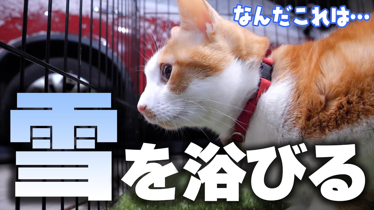 生まれて初めて雪を浴びた猫の毛が、ぼわっぼわに膨らんでしまいました