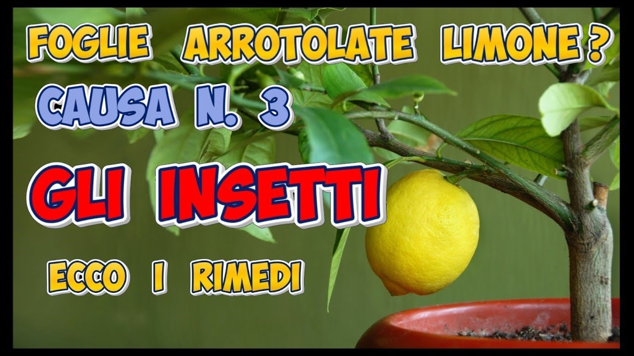 Limone foglie accartocciate? GLI INSETTI &egrave; la terza causa, vediamo i rimedi