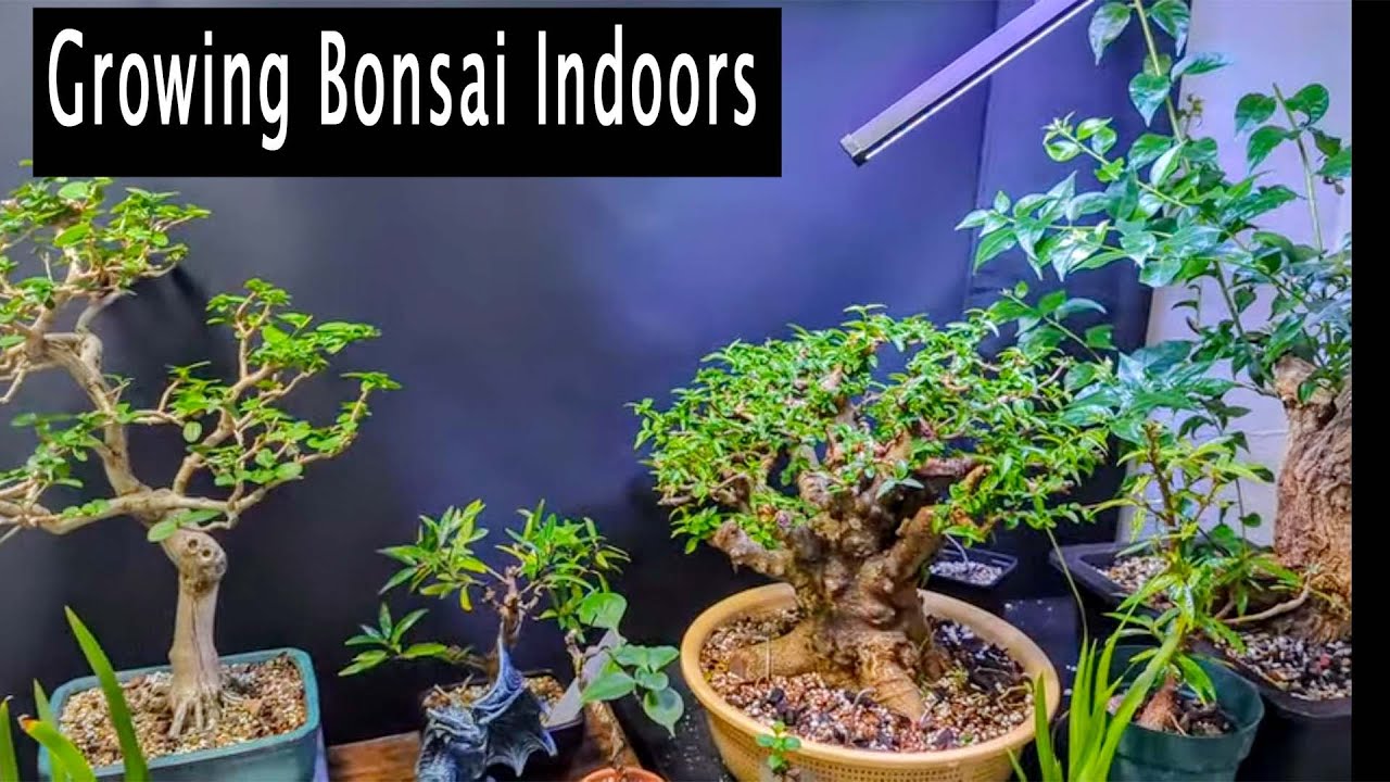 Facts about growing bonsai indoors