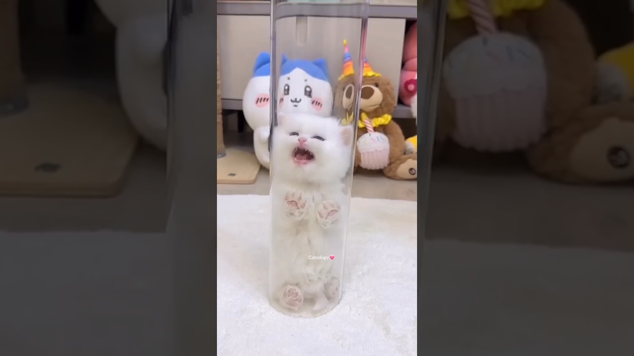 The Kitten Leap Towards You✨😸💕 #cat #kitten #cute #funny #shorts #Catsology26