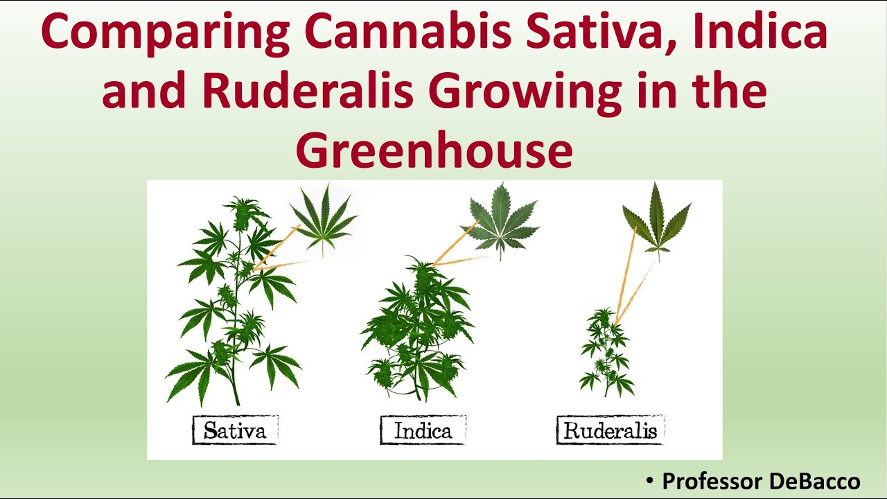 Comparing Cannabis Sativa, Indica and Ruderalis Growing in the Greenhouse